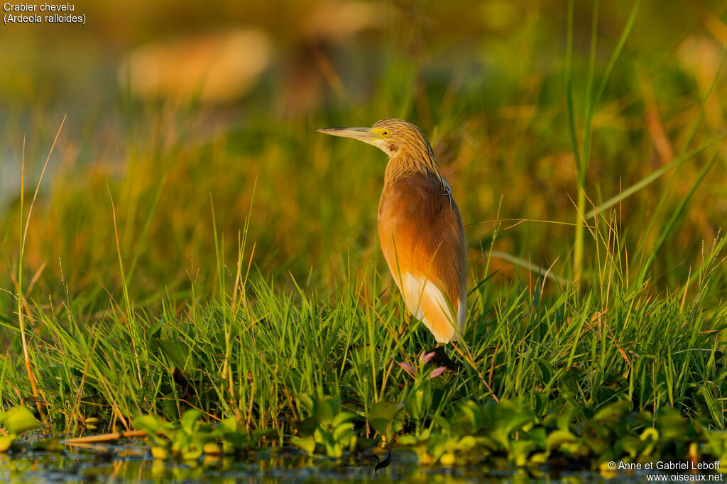 Squacco Heron