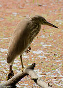 Indian Pond Heron