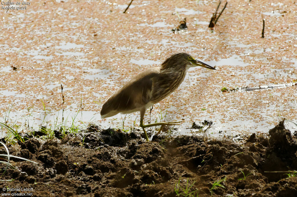 Indian Pond Heron