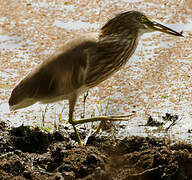 Indian Pond Heron