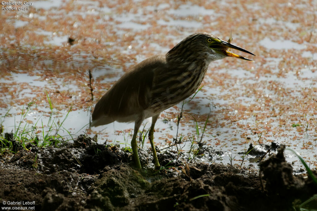 Indian Pond Heron