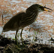 Indian Pond Heron