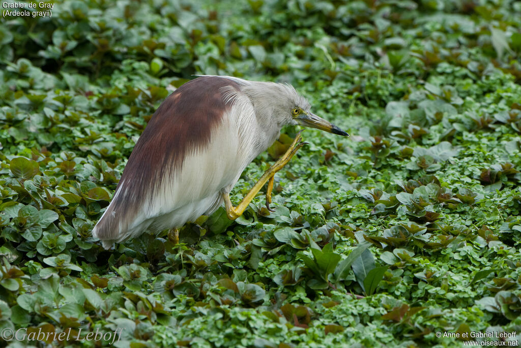 Indian Pond Heron male