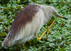 Indian Pond Heron