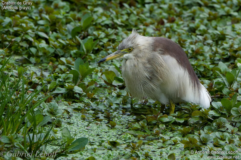 Indian Pond Heron male
