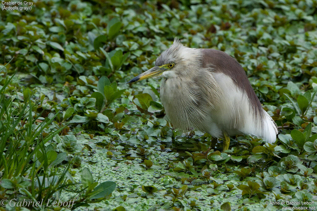 Indian Pond Heron male