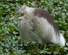 Indian Pond Heron