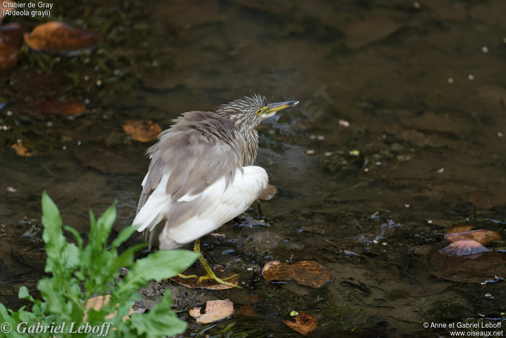 Indian Pond Heron