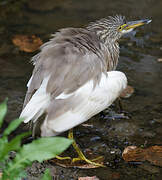 Indian Pond Heron