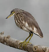 Indian Pond Heron