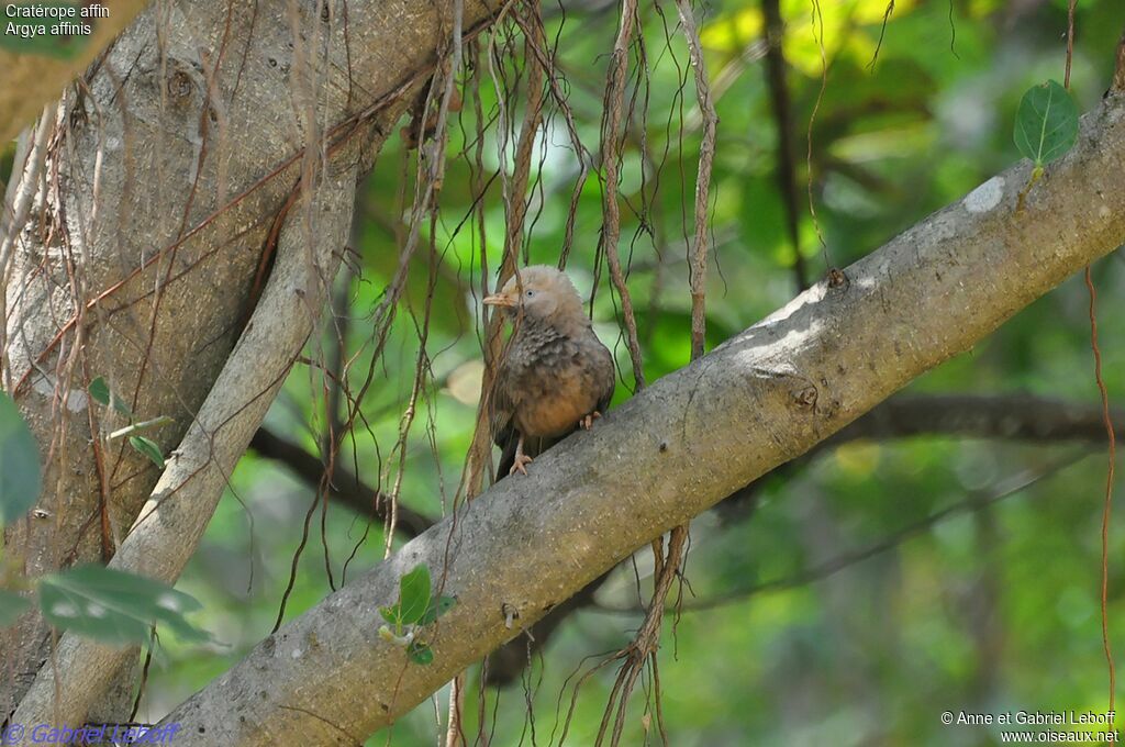 Yellow-billed Babbler