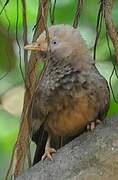 Yellow-billed Babbler