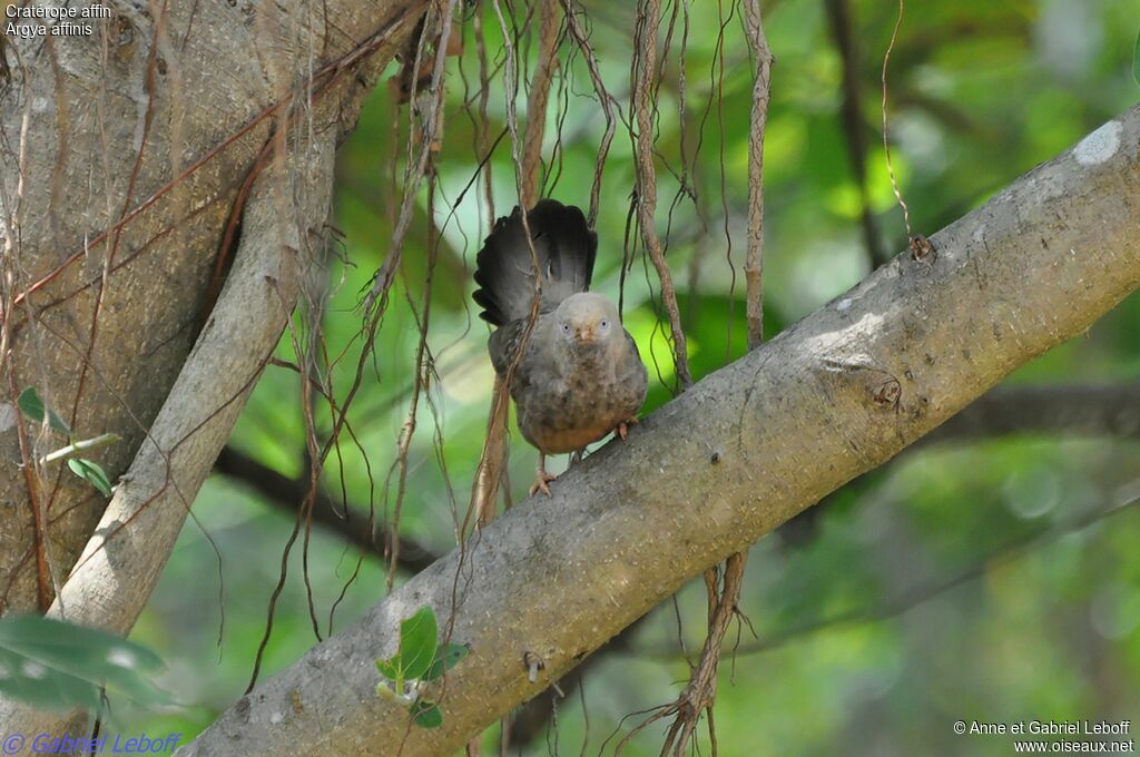 Yellow-billed Babbler