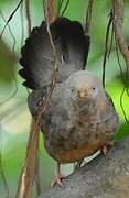 Yellow-billed Babbler