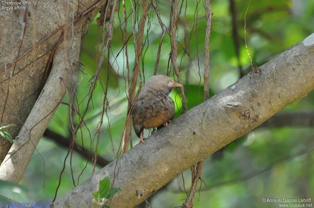 Yellow-billed Babbler