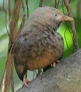 Yellow-billed Babbler