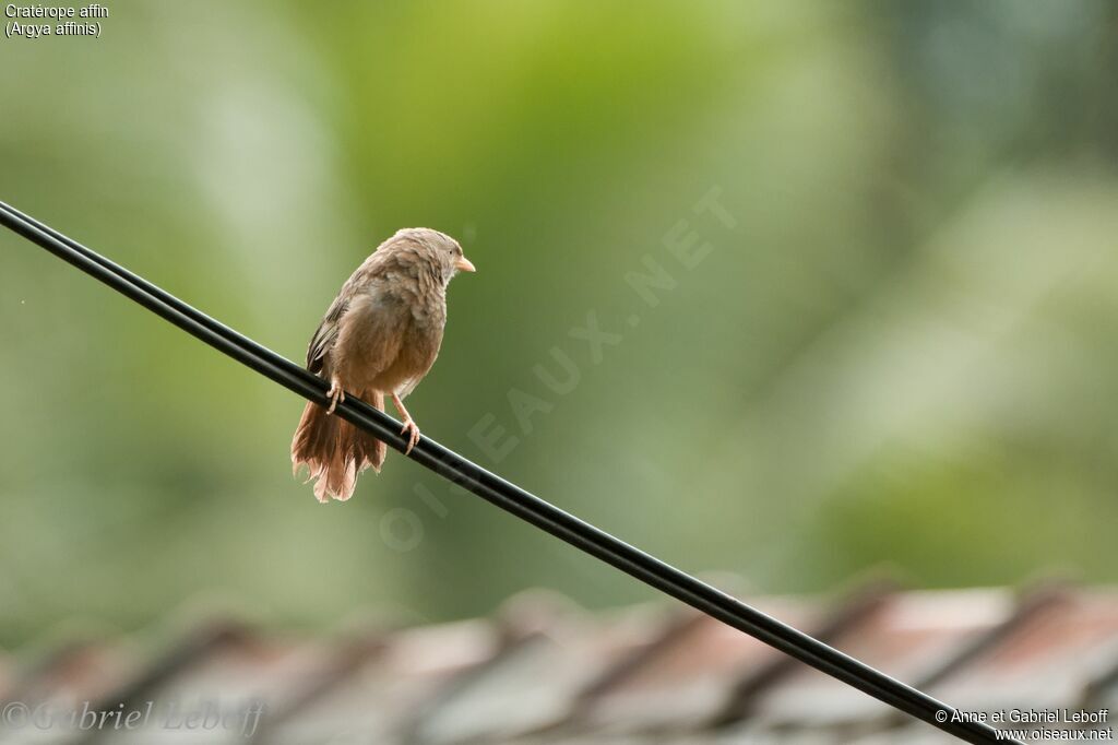 Yellow-billed Babbler