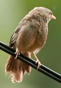 Yellow-billed Babbler