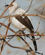 Southern Pied Babbler