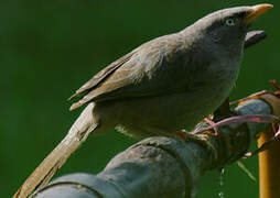 Jungle Babbler