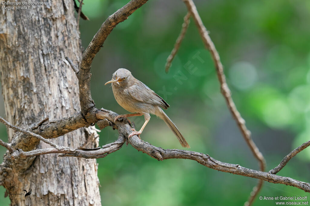 Jungle Babbler