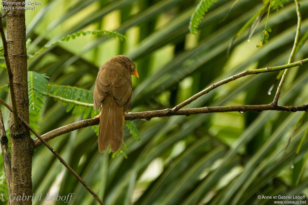 Orange-billed Babbler