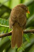 Orange-billed Babbler