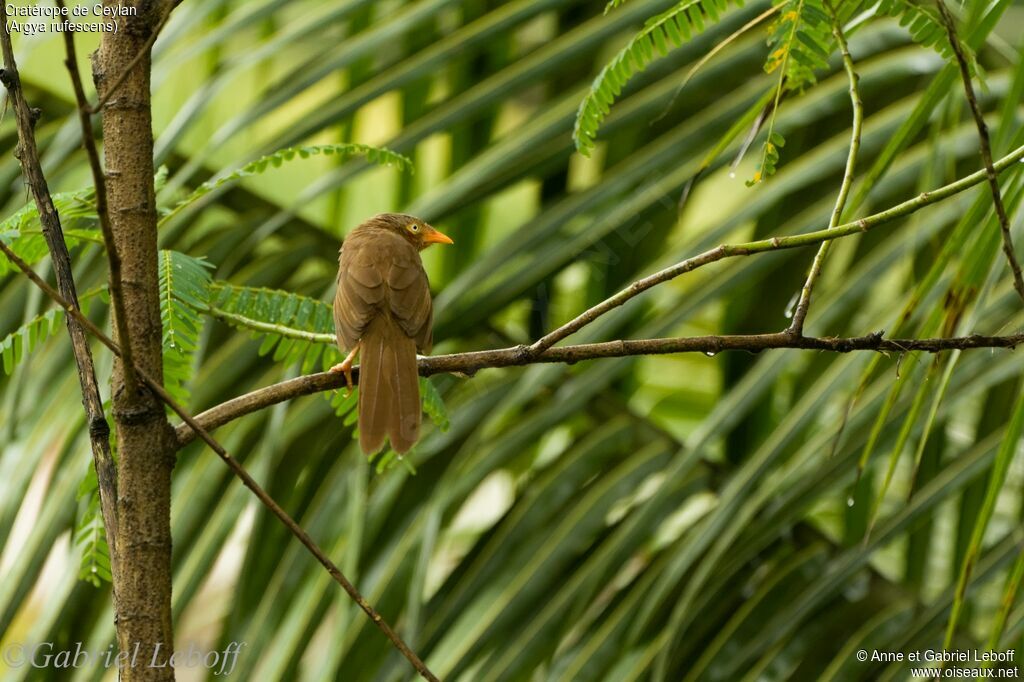 Orange-billed Babbler