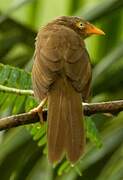 Orange-billed Babbler