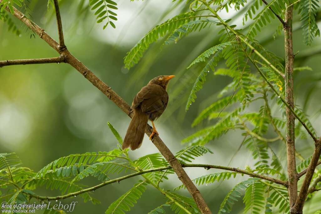 Orange-billed Babbleradult, identification