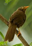 Orange-billed Babbler