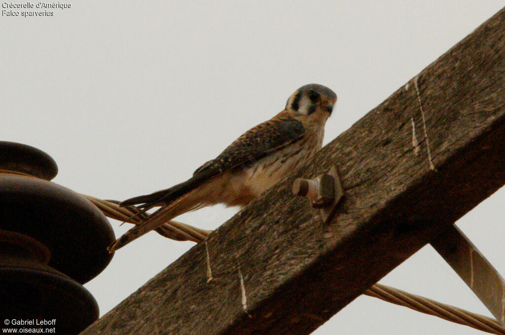 American Kestrel