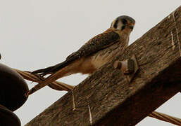 American Kestrel