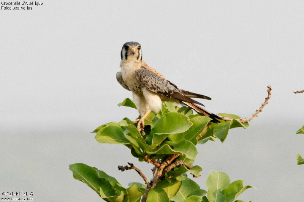 American Kestrel male