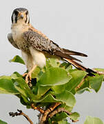 American Kestrel