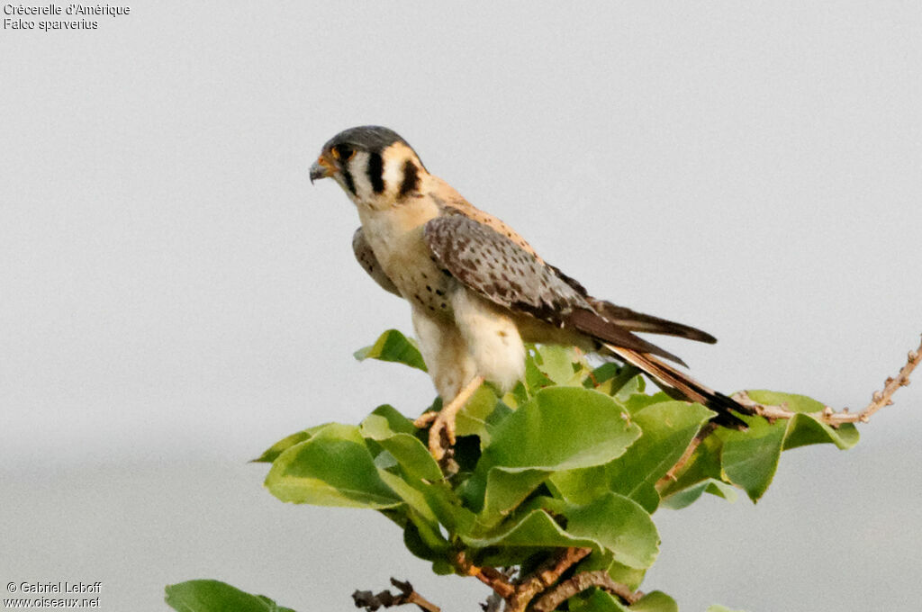 American Kestrel male