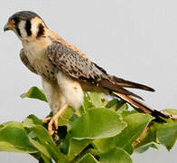 American Kestrel