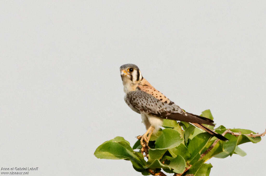 American Kestrel male adult, identification