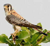 American Kestrel