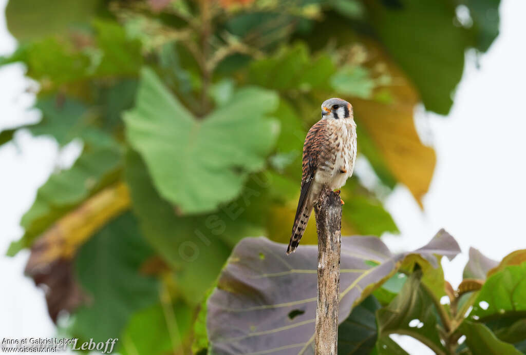 American Kestrel female adult, pigmentation