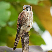 American Kestrel