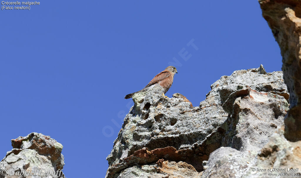 Malagasy Kestreladult