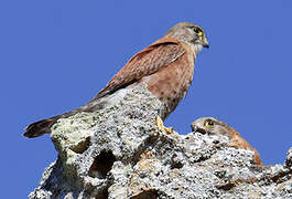 Malagasy Kestrel