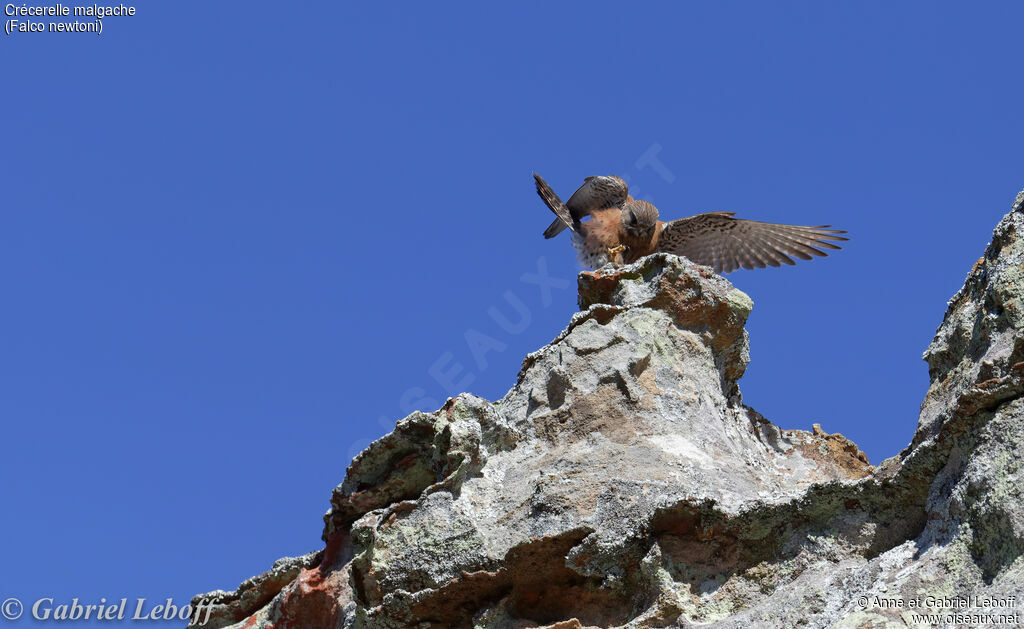 Malagasy Kestrel