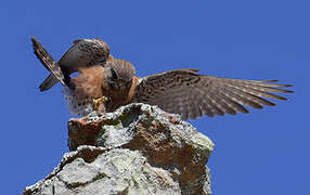 Malagasy Kestrel