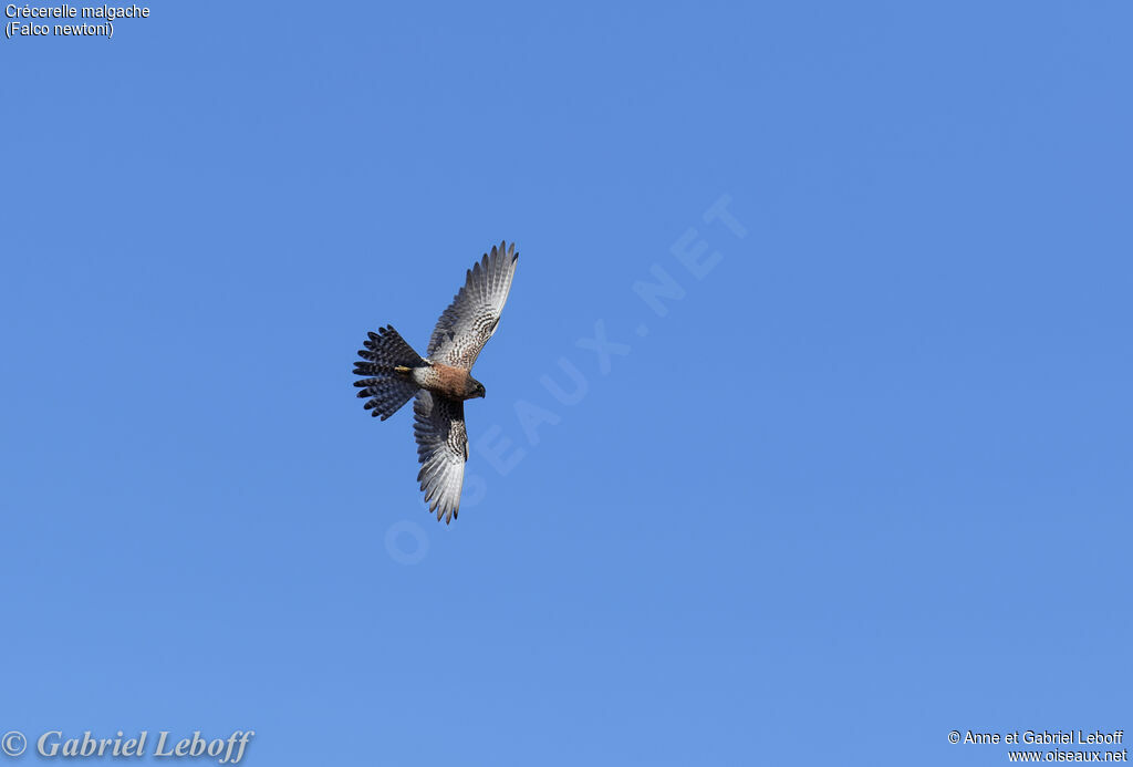 Malagasy Kestrel