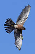 Malagasy Kestrel