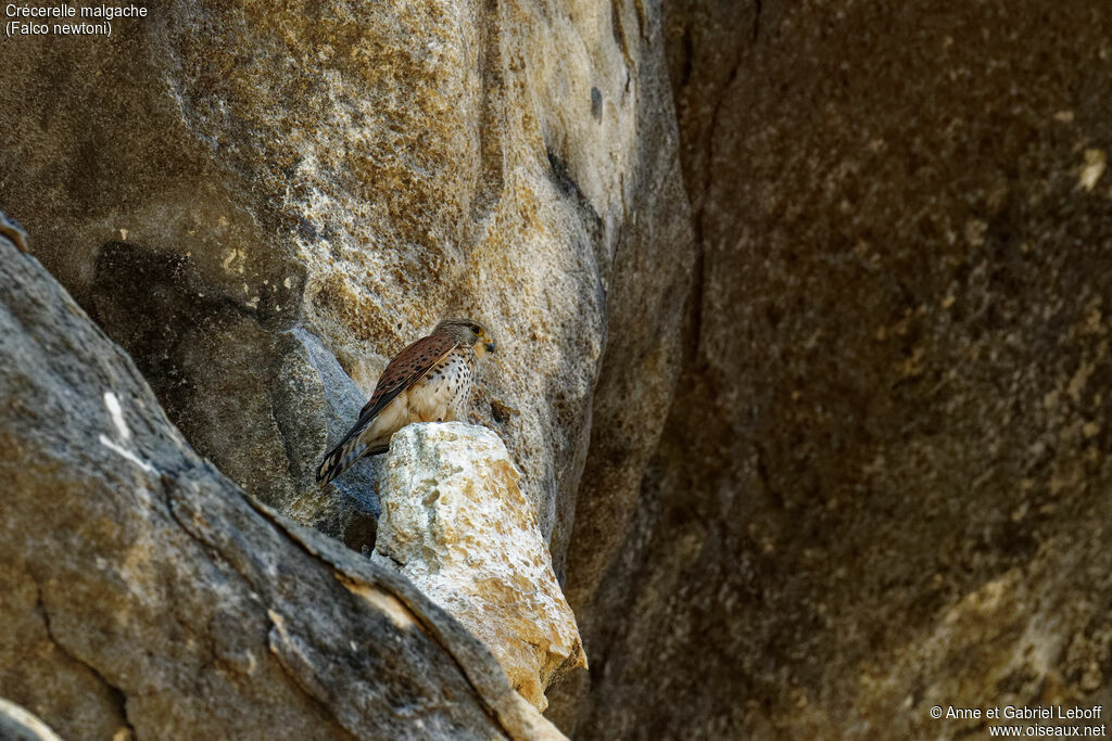 Malagasy Kestrel