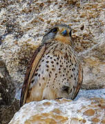 Malagasy Kestrel