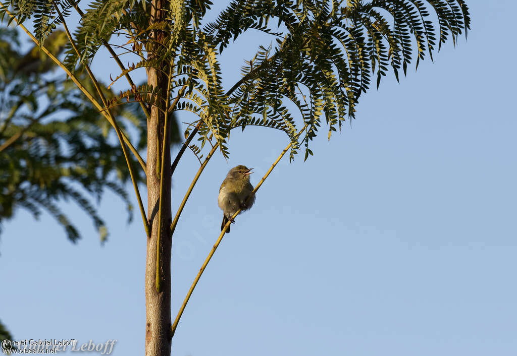 Cryptic Warbleradult, habitat, song